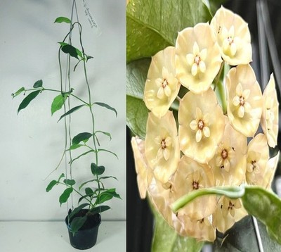 Hoya danumensis ssp. Amarii, 15 Inches Large Plant, RARE