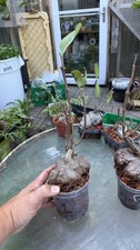 HYDNOPHYTUM MOSELEYANUM #1