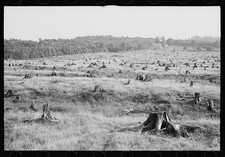 Garrett County Maryland 1935 Cut-over Clearcut Stumps Logging Landscape
