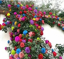 200 Mix Climbing Rose Seeds for Planting Outdoors Ornamental Climbing Flowers R
