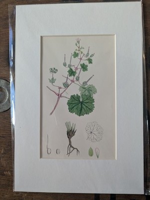 Original Victorian Botanical Engraving Hand Colored Art Mounted 8x12 Farmhouse