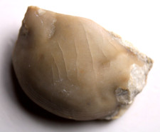 Failleana rowleyi Trilobite Fossil Ordovician Minnesota Galena Formation