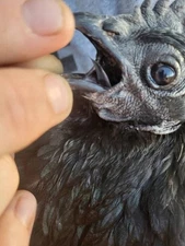 5+1 SOP Ayam Cemani Hatching Eggs | Fast Free Shipping | OK NPIP Certified