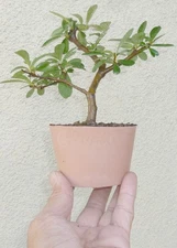 Santa Cruz Pyracantha Firethorn Pre Bonsai Dwarf Mame Nice Trunk Flower Berries