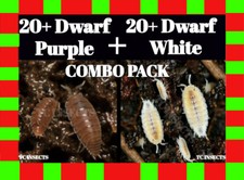 40ct ISOPOD COMBO PACK: 20 Dwarf White and 20 Dwarf Purple 