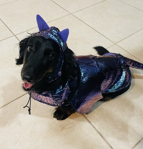 Puppy Dog Halloween Costume Toothless Rainbow Scale Flying Dragon Small Medium