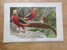 Orig.(1900) Chromolithographie Goldfasan (BR1B)
