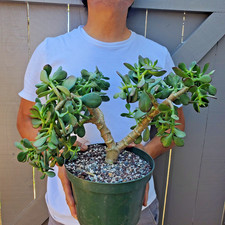 Crassula ovata Jade Succulent Great for Bonsai -G