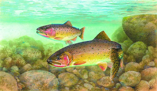 Cutthroat Trout by Timothy Knepp Wildlife Fish Outdoor Canvas Art Print 20x30 🧡 - 第 1/1 張圖片