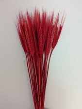 35 STIELE GETROCKNET WEIZEN/ROGGEN STRAUSS HOCHZEIT WEIHNACHTEN BLUMEN IN ROTEM STRAUSS 12"
