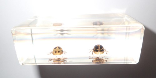 8 Spot Golden Leaf Beetle + 10 Star Golden Leaf Beetle Set Learning Aid BK2S - Picture 6 of 8