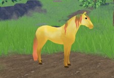 Wild Horse Islands Roblox- Golden Apple Andalusian- SECRET- RARE! 💛🍎