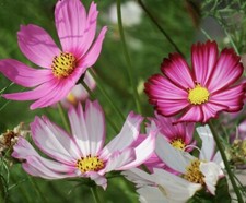 Cosmos Candy Stripe - 100 seeds - Flower