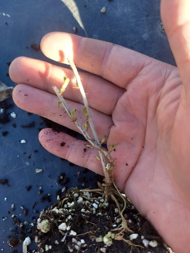 1 Red Gooseberry live rooted starter plant, Fruit shrub zones 37. Self