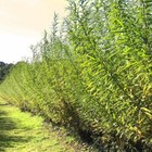 25 Austree Hybrid Willow Hedge Cuttings Fast Growing Privacy Tree