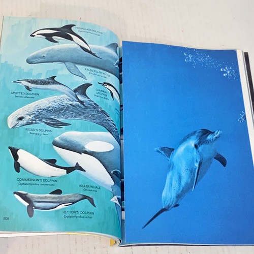 Vintage April 1979 National Geographic Magazine Dolphin Killer Whale Attack - Picture 8 of 12