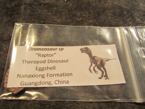 Dinosaur Dromeosaur Raptor Eggshell from the Nanaxiong Formation, China - Picture 3 of 5