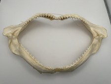 9.75’ X 4.75' Bull SHARK Jaw with Great Teeth Rows Intact Taxidermy VTG