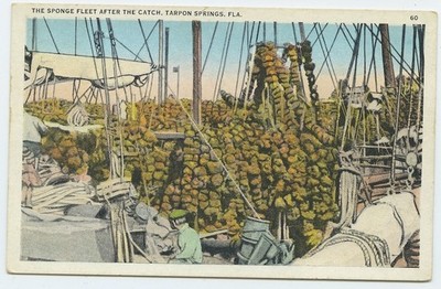 Tarpon Springs Fl Sponge Fleet After the Catch Vintage Postcard Florida