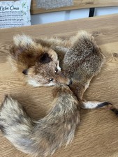 Echt Rot Fuchs Schal, Kopf mit Zange