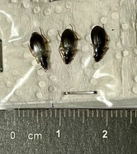 Coleoptera Carabidae, Paranchus sp - Portugal, Madeira (CB/128)