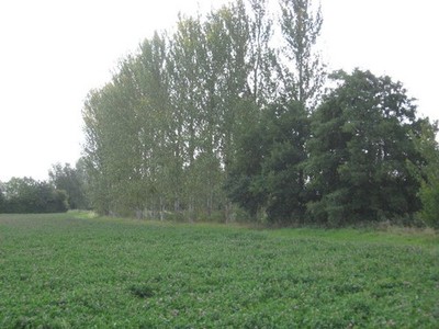 Photo A3 A fine stand of mature poplar trees beside the River Cam Cambri c2011