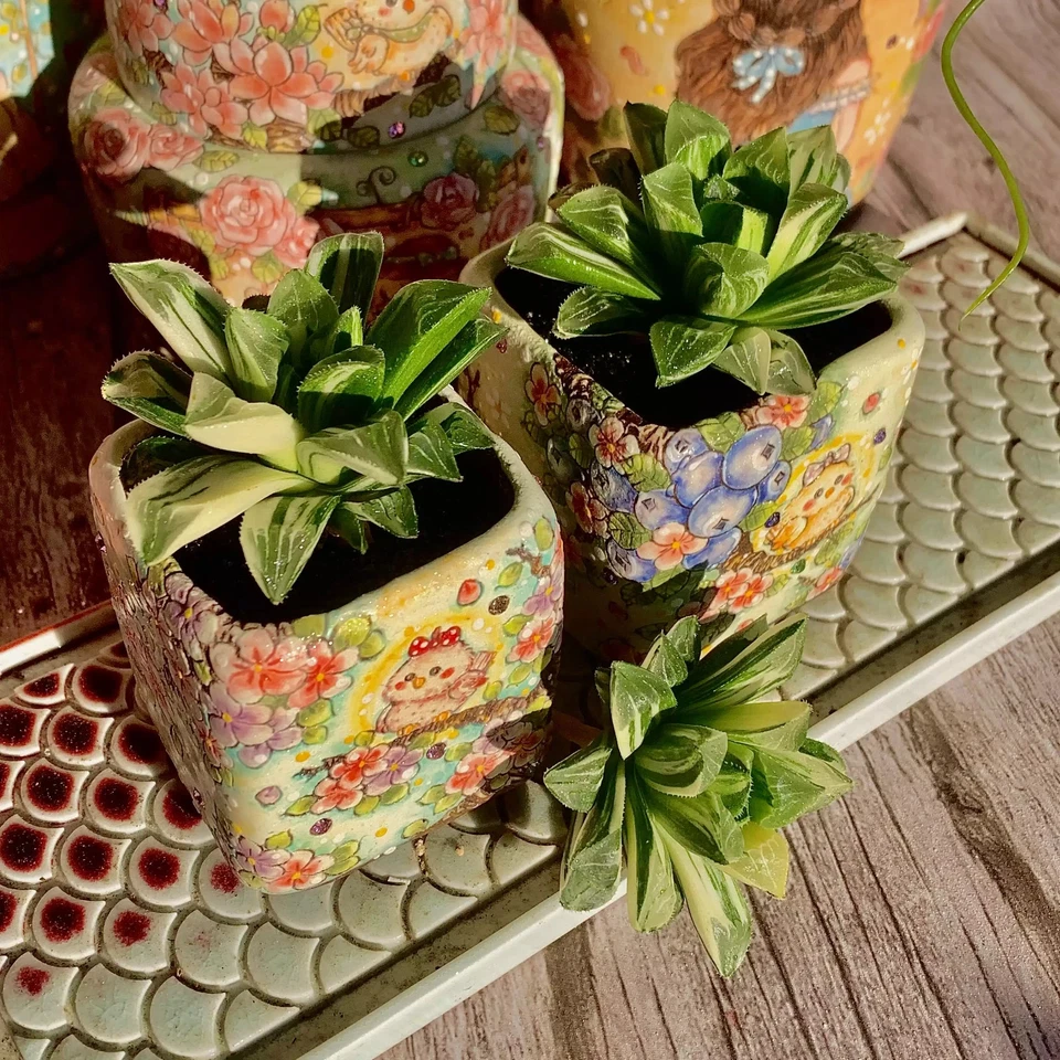 Rare Haworthia heidelbergensis Live Succulent Bare Root Indoor Home Decor Gift - Image 2 of 4