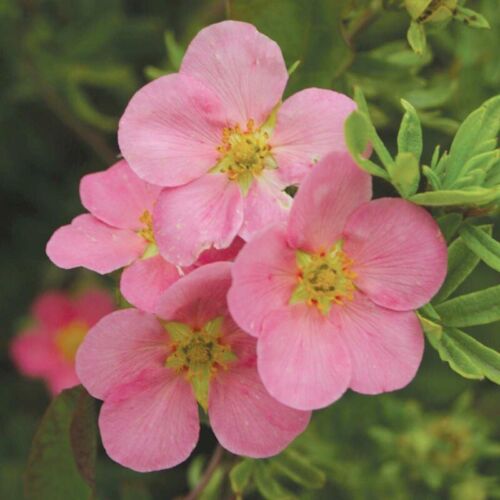Dasiphora Fruiticosa (Potentilla de beauté rose) 1 plante - Photo 1 sur 7
