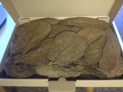 100 Stück 10-20cm Seemandelbaumblätter Blitzversand Catappa Leaves Indian Almond - Bild 1 von 2