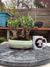Ficus Microcarpa - Banyan Fig Indoor Bonsai Tree Forest Group (3)