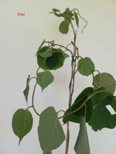 Kiwi-Dnger Flssigdnger Actinidia deliciosa NPK Kiwi Pflanzen in Beet +  Kbel | eBay.de