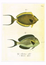 Surgeonfish or Unicornfish Vintage Fish Print Eduard Rueppell 1990 CNHPF#33