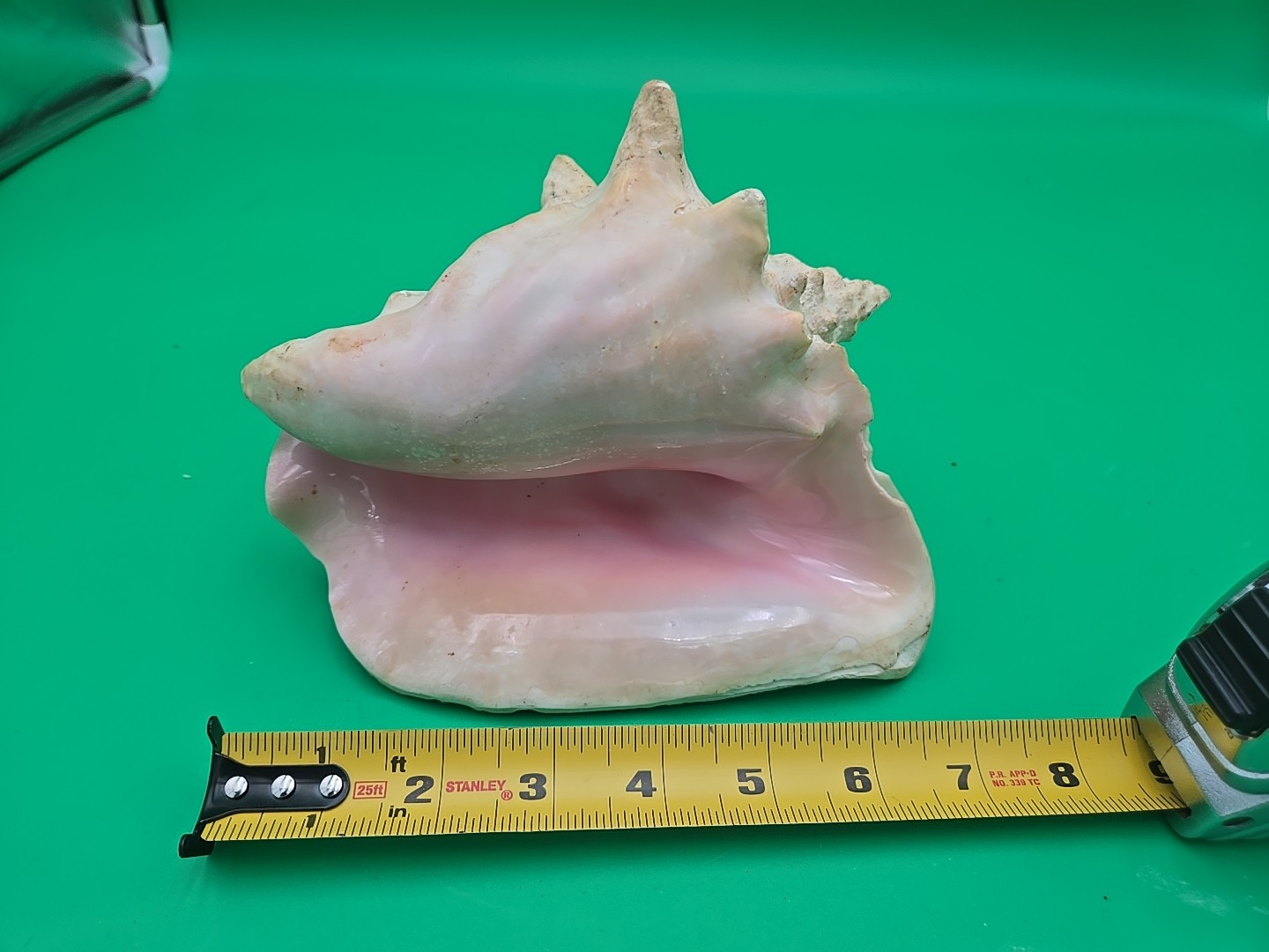 Shell Quenn Tropical Natural Sea Queen Conch Shell Horned Pink White Jumbo Beach ...