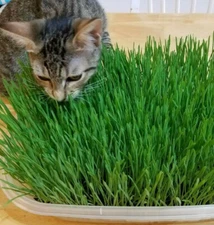 12g(400+) Cat Grass Wheat Sprouting Seeds 0.42oz-Fast Growing Non-GMO Wheatgrass