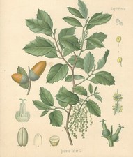 Stampa antica QUERCIA DA SUGHERO Quercus PIANTA OFFICINALE 1887 Antique print