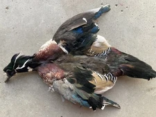 Drake Wood Duck Full Skin 2-Wings Fly Tying/Fishing Lemon Barred Flank Feathers