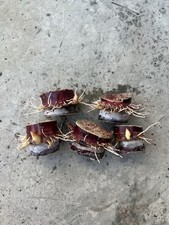 5pcs Rooted Dark Purple Sugarcane Cutting Sweet And Juicy Ready To Plant