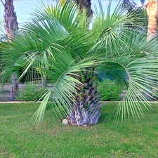 10 Jelly Pindo Palm Tree Seeds (Butia capitata) Cold Hardy Tropical Fruit Plant