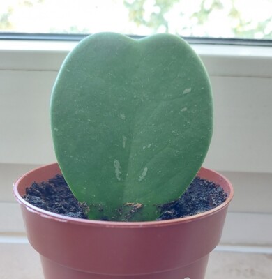 Hoya kerrii #27