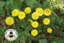 Coltsfoot Yellow Perennial British Wild Flower Seeds Slyne Garden Rewilding