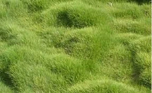 Rare Zoysia tenuifolia Korean Grass seeds - 1/8 lb - fresh, coated, Imported - Picture 4 of 4