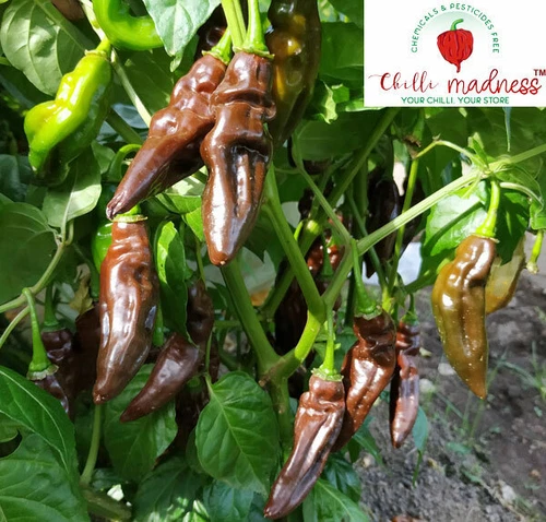 Aji Panca Chocolate Chilli Pepper Sustainably Grown in Australia 10 Seeds - Picture 8 of 10