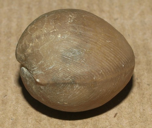 Lycophoria globosa (Eichwald, 1829) - Mittleres Ordovizium Brachiopode - Bild 3 von 19