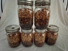 PINT Mushroom Jars READY ALL N 1 Sterilized S...