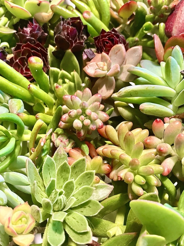 15 Live 1-4” Succulent Cuttings Home Garden, SEE DESCRIPTION & Photos - Image 4 of 4