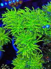 Single Head OG Holy Grail Torch Euphyllia Hammer 24K Live Coral LPS SPS Frag HG