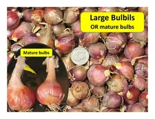 Egyptian Walking Onion  25 Bulbils for $12.95  FREE SHIPPING