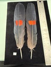 Red Tailed Cockatoo Banksian Parrot feathers Lucas Collection