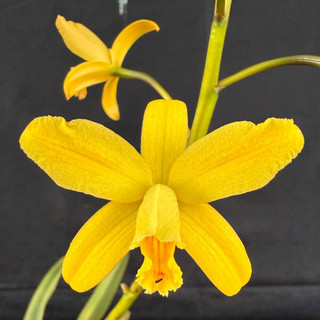 RON Cattleya Orchid Rth. Rosella's Aussie Pearl x C. blumenscheimii (D589)