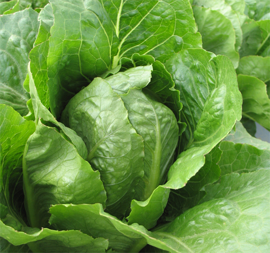 ORGANIC LETTUCE ROMAINE JERICHO  1000 SEEDS